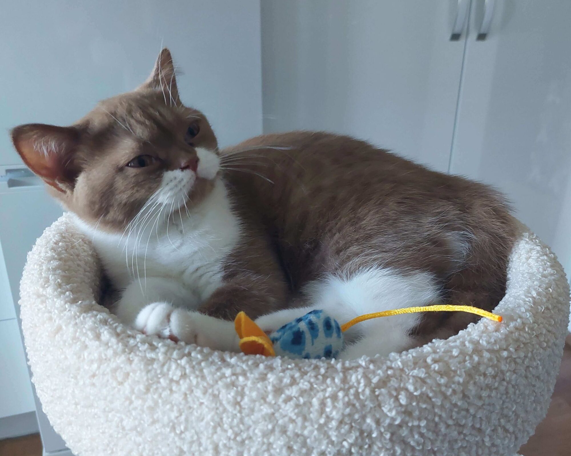 briti lühikarvaline british shorthair