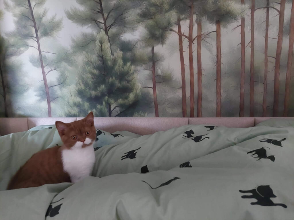 briti lühikarvaline british shorthair