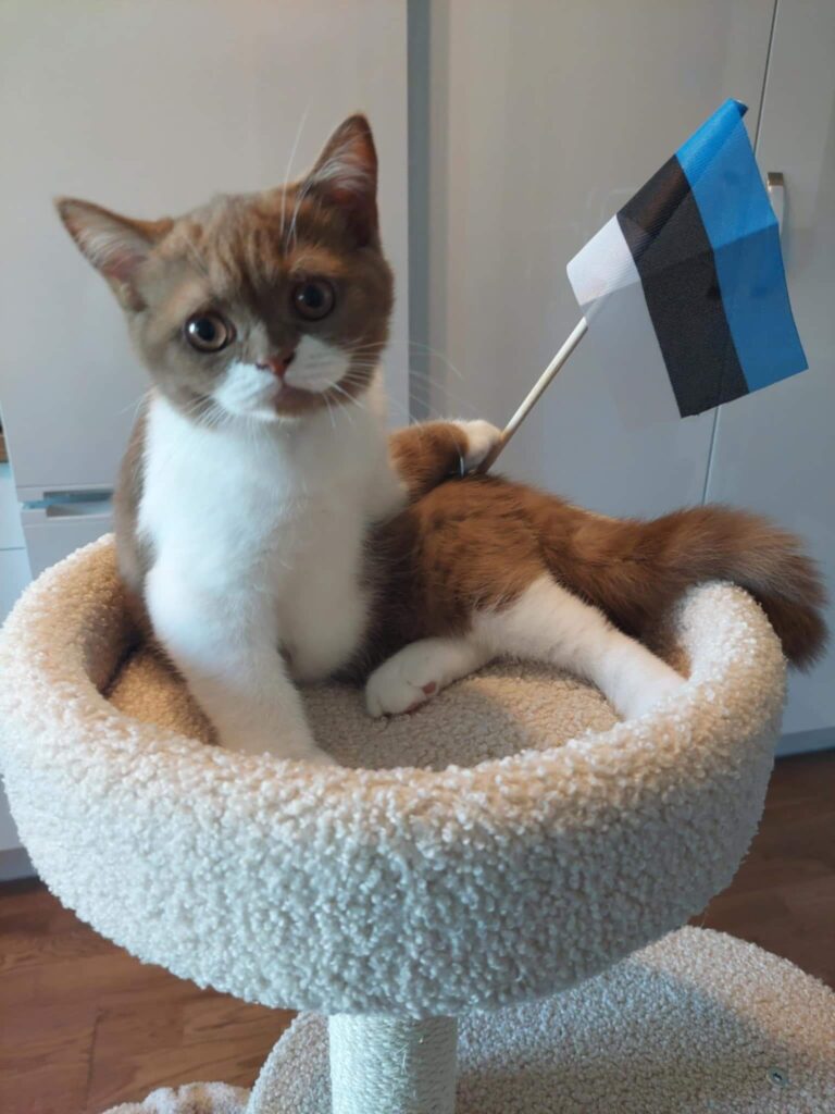 briti lühikarvaline british shorthair 20.08.2025