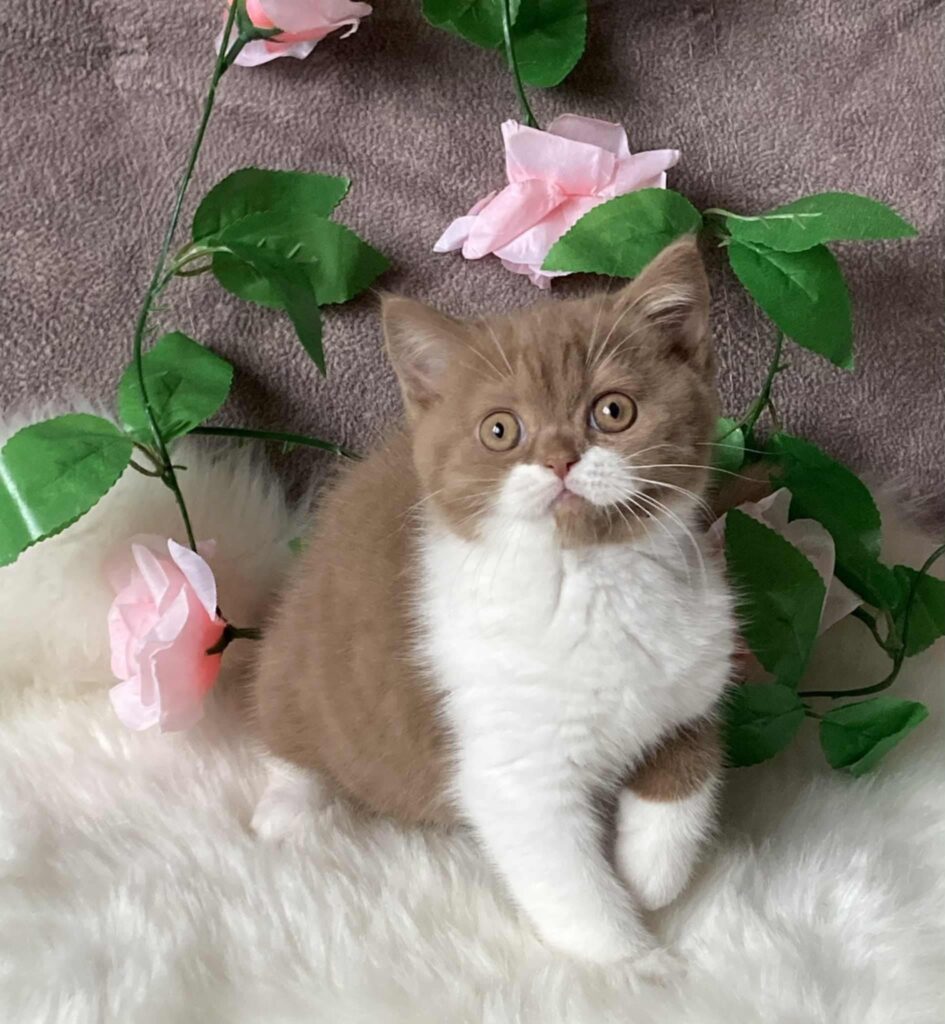 Briti lühikarvaline British shorthair_3