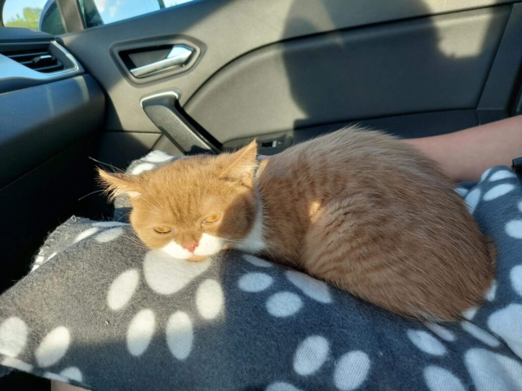 kassipoja esimene päev uues kodus.docx