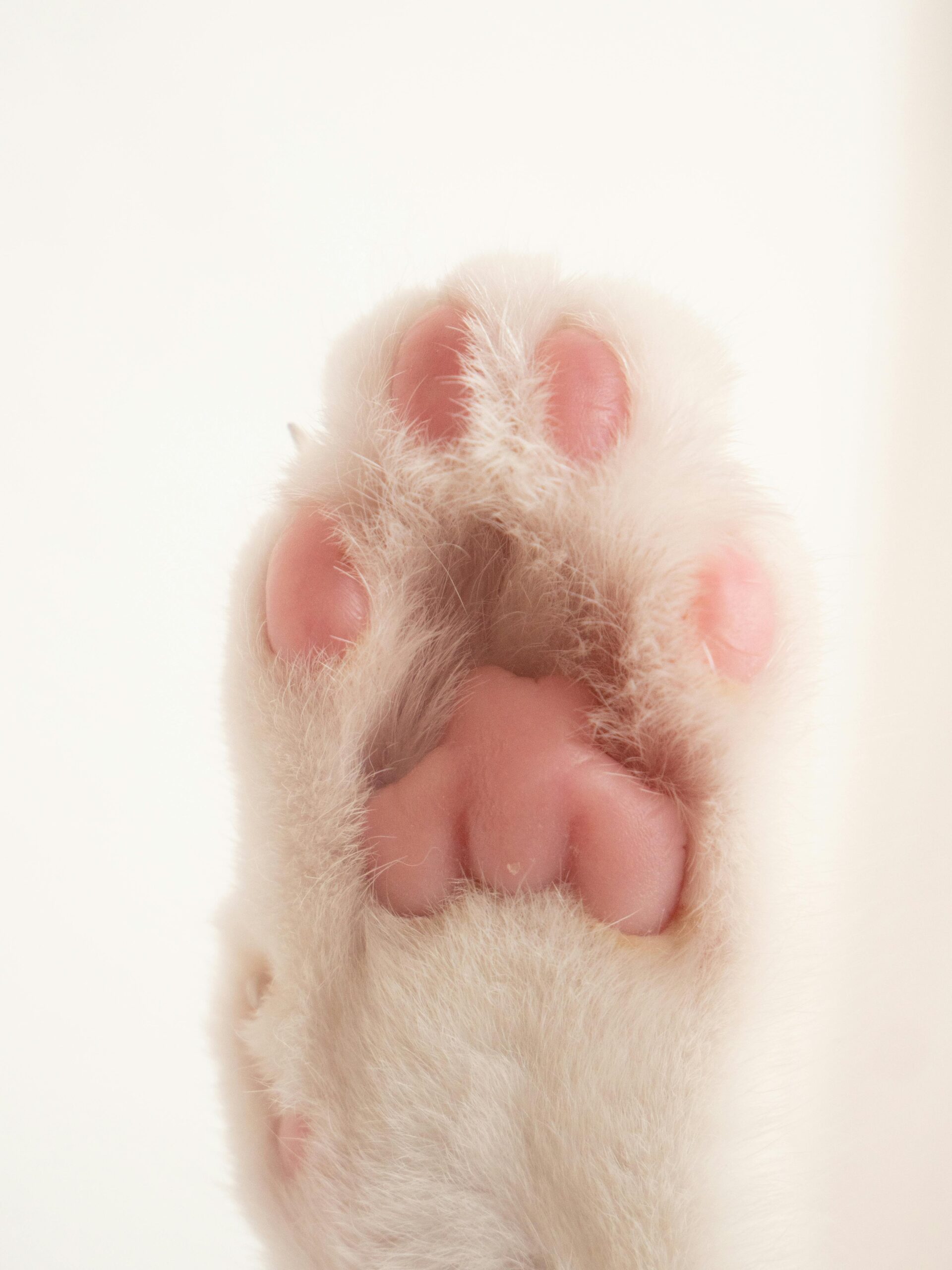 High-detail image of a white cat's paw showing its soft pink pads.