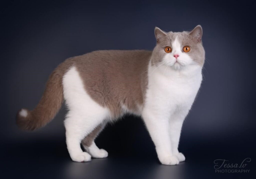 English Asya Isa 1024x717